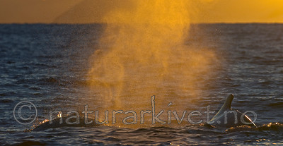 BB 13 0014 / Megaptera novaeangliae / Knølhval